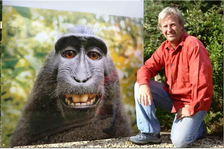 为了一张猴子自拍照的版权：摄影师打官司7年 惨遭破产